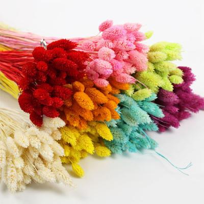 China Beautiful Colorful Best Insti Selling Natural Dry Flowers Wholesale Gem Grass For House Decoration for sale