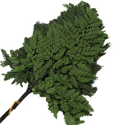 China Natual Touch Preserved Real Natural Bleached White Fern Artificial Leaves Arachniodes Leather Fern Leaves for sale