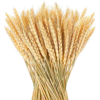 China Natural Touch Wholesale Dried Wheat Stalks 100 Stems Dried Wheat Sheaves Bundle Bouquet for Wedding Party Centerpiece Flower Christmas Decor for sale