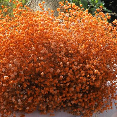 China Decoration Factory Direct Sales of Babysbreath for Wedding,Thanksgiving,Valentine,Christmas for sale