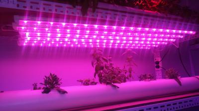 China Led Grow Tube T810W/15W/20W 600mm 900mm 1200mm led grow lights for hydroponics culture plant 400-840nm for sale