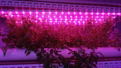 China Led Grow grow lights 900mm 15w length W-Full spectrum 4000K:660nm 3;1 T8 led growing light for hydroponics culture plant for sale