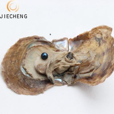 China Jewelry Making Akoya Sea Oyster Pearl Shells Around 6-7mm Farm Supply Vacuum Packing Oyster Wholesale Price DIY Love Wish Free Shipping Gift for sale