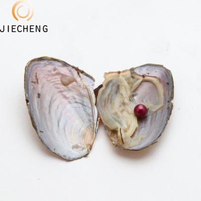 China Wholesale vacuum packedpearl oyster jewelry making 7-8 loose freshwater pearls in oyster for sale