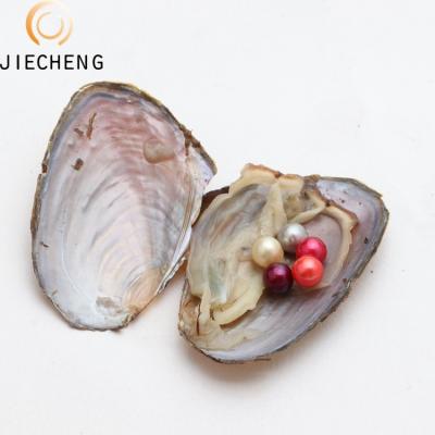 China Jewelry Making Best Wholesale Christmas Surprise Pearl Oyster Gifts 6-8mm Vacuum Packed Freshwater Around Akoya Pearl Oyster Product for sale