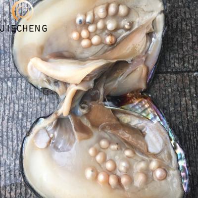 China Jewelry making high quality freshwater pearl oyster with fresh wholesale pearl oyster for sale