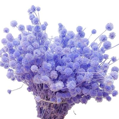 China Any combination Preserved Windmill Fruit Dried Flower Stabilized Plants Wholesale Eternal Foliage Immortal Windmill Fruit for sale