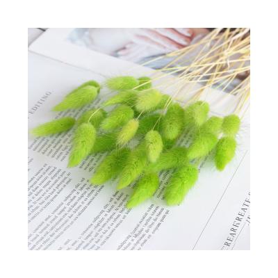 China Bunny Tail 60 Hot Grass Flowers Dry Hot Sale A Group Dried Flowers Artificial Flowers for sale