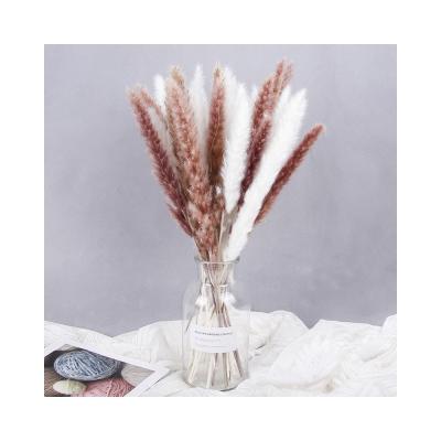 China 15 Pieces Natural Dried Dads Dried Flowers Grass Reed Bunch, Kitchen Office Bohemian Home Wedding Decoration for sale