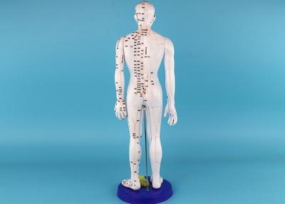 China PVC Male Acupuncture Model Human Body With Muscle Traditional Medicine for sale