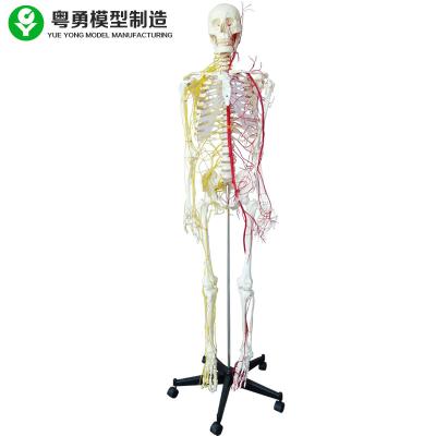 China Nerve Human Body Skeleton Model / Anatomical Full Size Anatomy Skeleton for sale