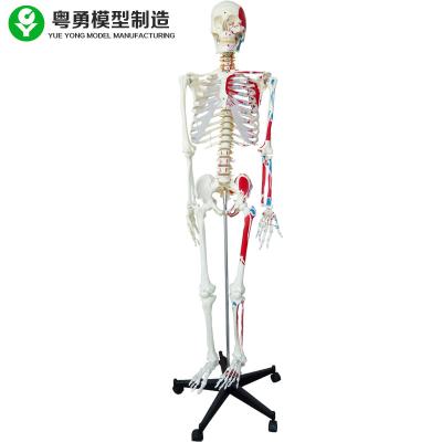 China Anatomically Correct Skeleton Model Coded With Half Muscles Start Stop Point for sale