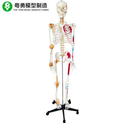 China Life Size Medical Skeleton Model Of Skeletal System School Project Muscle Point for sale