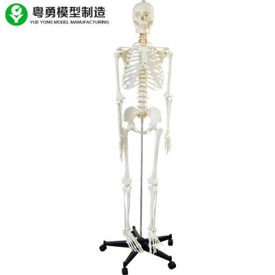 China Whole Human Body Skeleton Model / Specimens Anatomical Skeleton Full Size for sale