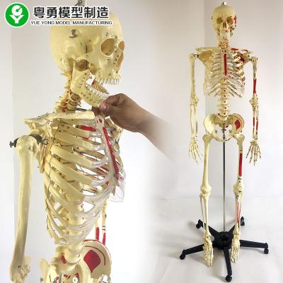 China Plastic Skeleton And Muscle Model 170CM coloring coding skeleton 98X47X31 cm for sale