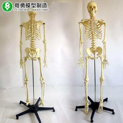 China Inflexible Spine Human Body Skeleton Model Clear Cartilage Removable Stand Anaglyphic for sale