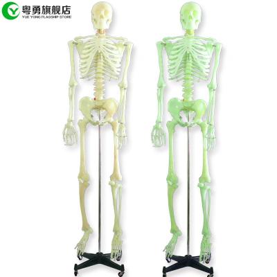 China 170CM Luminous Human Body Skeleton Model / Learning Skeletal System Model for sale