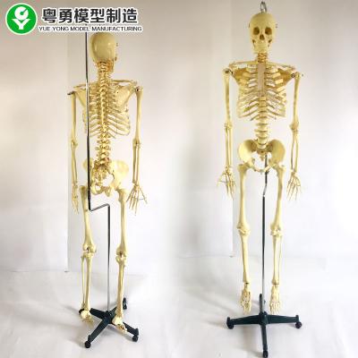 China Science Human Bone Skeleton Learning Model Spine Can Be Bent Hanging 170CM for sale