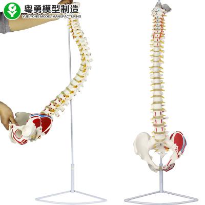 China Medical Spinal Column Model Pelvis Muscle Point Femur Head Anatomical for sale