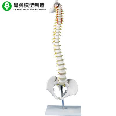 China Lumbar Vertebrae Model Skeleton Simulator With Metal Stand Medical Teaching for sale