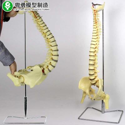 China Artificial Anatomy Spine Skeleton Model Skeletal With Metal Stand 80 Cm Height for sale