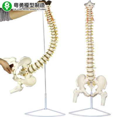 China Flexible Spine Skeleton Model Spinal Column And Pelvis Representation for sale