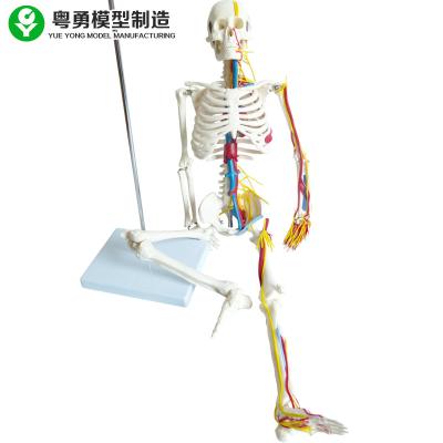 China Medical Life Size Human Body Skeleton Model For Kids Anatomy Plastic for sale