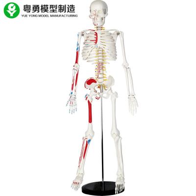 China Plastic Life Size Human Skeleton Model With Muscles 85cm 2.0 Kg  Weight for sale