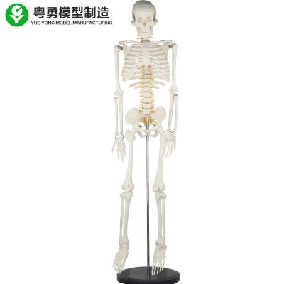 China Tall Human Bone Model With Intervertebral Disc Spinal Nerve Root Cervical Artery Vascular for sale