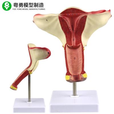 China Human Uterus Anatomy Model / Vagina Uterus Ovary Model Teaching Demonstration Display for sale