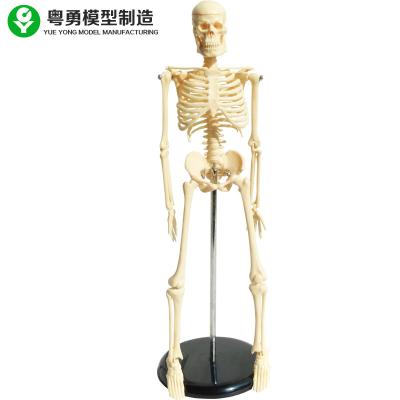 China Mini Human Skeleton Anatomy Model 45CM 20X12X10 Cm 1.0 Kg Single Gross for sale