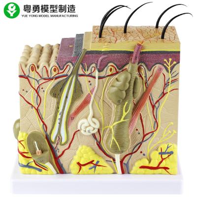 China Anatomical Hair Anatomy Model / Medical Human Skin Model Big Size 2.0 Kg for sale