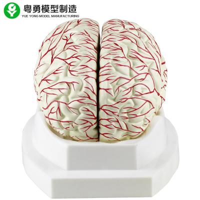 China Medical Human Brain Model Cerebral Artery Display Can Be Divided Into 8 Parts for sale