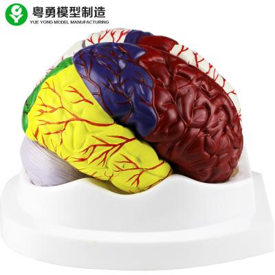 China Human Brain Anatomy Model / Educational Plastic Brain Models PVC Material for sale