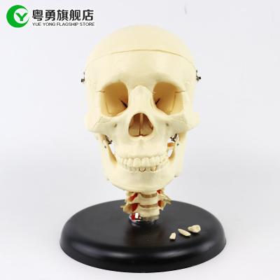 China Anatomically Correct Human Skull Advanced Skull with Neck Model Cervical Spine for sale