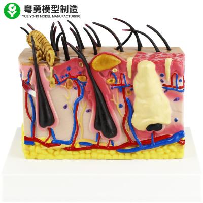 China Anatomical Dog Model Canine Dog Mites Skin Type 16.5x13x14cm PVC Material for sale