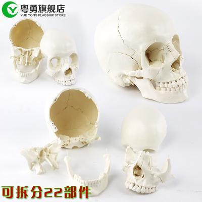 China Didactic Medical Anatomical Human Skull 22 Parts White Pcolor Plastic Material for sale