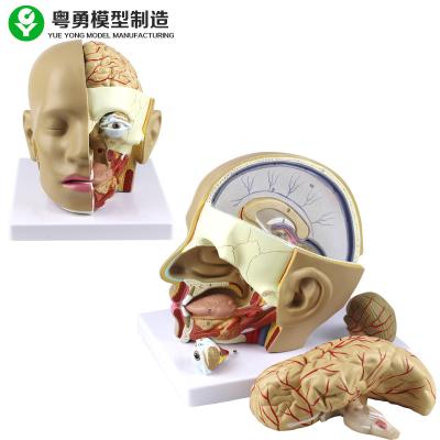 China Plastic Anatomy Skull Model / PVC Human Head Anatomy Model With Brain for sale