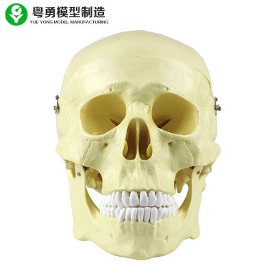 China Head Anatomy Skull Model Plastic 20X14X20 Cm Single Package Size High Precision for sale