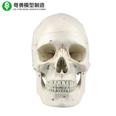 China Scientific  Disarticulated Skull Model Suture Coding For Medical Students for sale