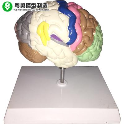 China Brain Function Model Color To Partition Anatomical Advanced PVC Material for sale