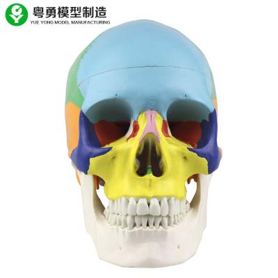 China Colored Life Size Human Skull Model Medical Anatomical 19x15x21cm Customized for sale