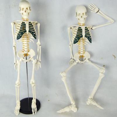 China Teaching Human Body Skeleton Model Demonstrates Green Sternum With Lumbar Disc Herniation for sale