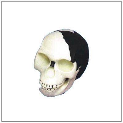 China Comparative Anatomy Skull Model Differentiation / Plastic Skull For Studying Anatomy for sale