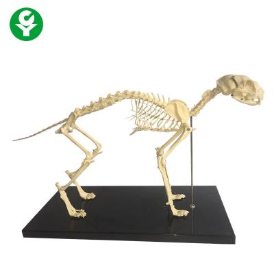 China Skeletal Natural Bone Animal Anatomy Models / Anatomical Cat Skeleton Model for sale