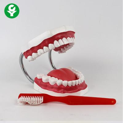 China Anatomical Dental Teeth Model For Patient Education Medical Training 1.0 kg for sale