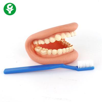 China Hospital Clinic Dental Teeth Model / Medical Fake Teeth Model Tooth Nursing for sale