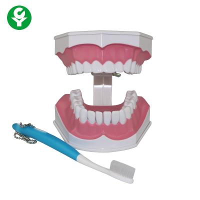 China Human Teeth Model For Dental Students Tooth Brushing Education Demonstrating for sale