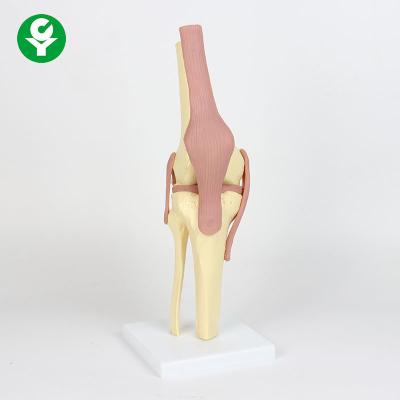 China Life Size Knee Joint Model Ligament Functional Included 12 X 33 X 12 Cm for sale