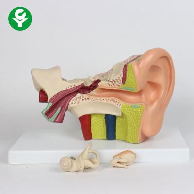 China Human Ear Model School Study 3 Times Life Size Advanced PVC Material for sale